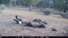 Sciurus nayaritensis apache