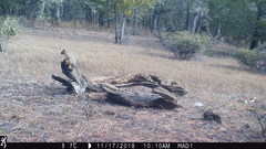 Sciurus nayaritensis apache
