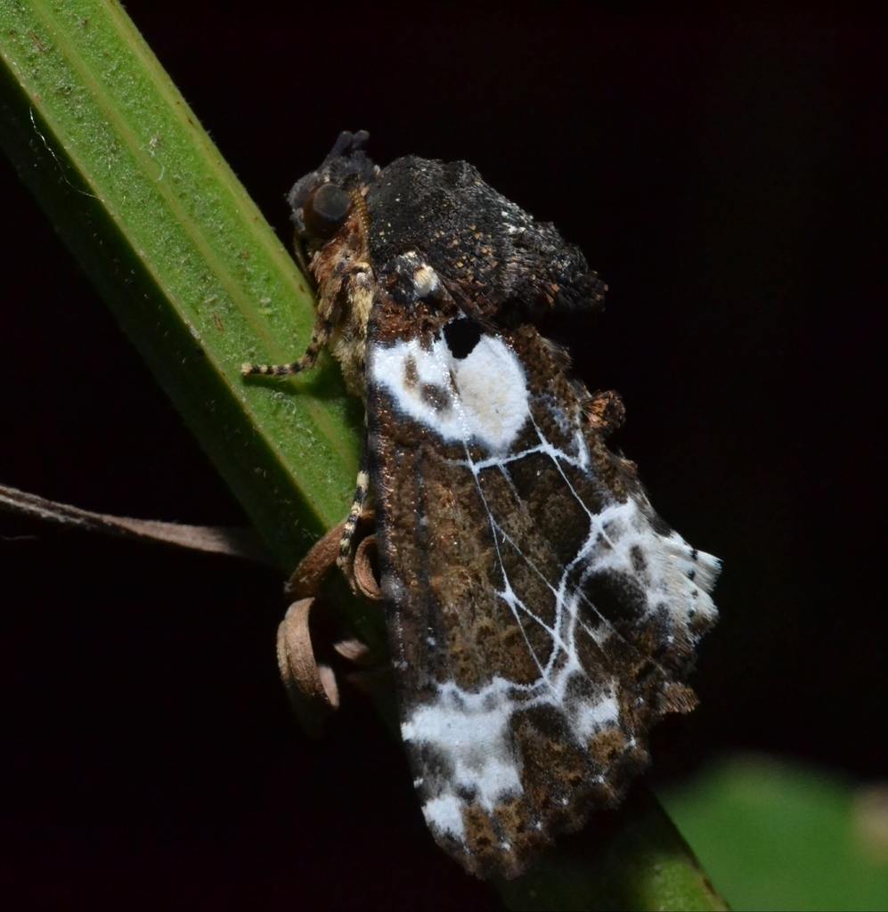 Cropia