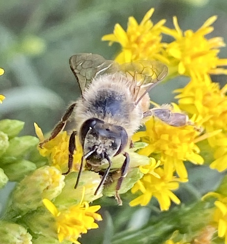 iNaturalist observation photo of Western Honey Bee