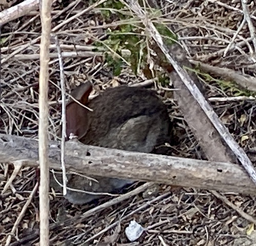 iNaturalist observation photo of Brush Rabbit