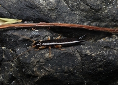 Anisolabis