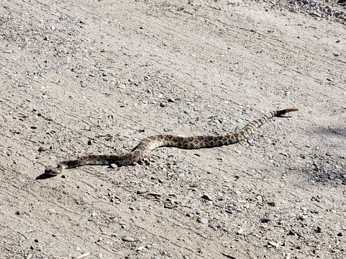 iNaturalist observation photo of Northern Pacific Rattlesnake