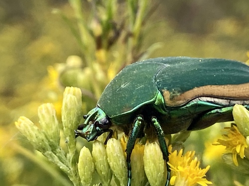iNaturalist observation photo of Figeater Beetle