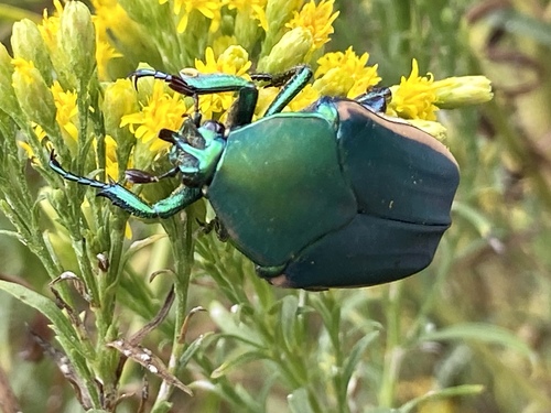iNaturalist observation photo of Figeater Beetle