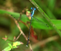 Lestes praevius