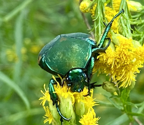 iNaturalist observation photo of Figeater Beetle