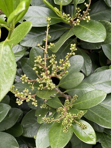 Corynocarpus laevigatus