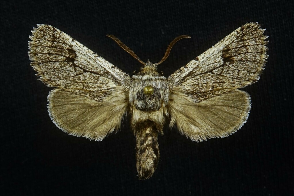 Comadia subterminata