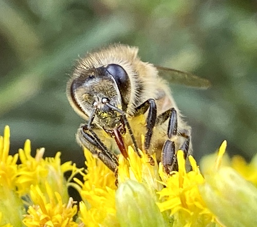 iNaturalist observation photo of Western Honey Bee