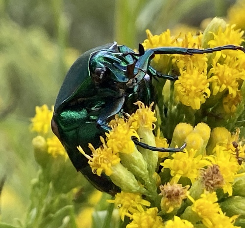 iNaturalist observation photo of Figeater Beetle