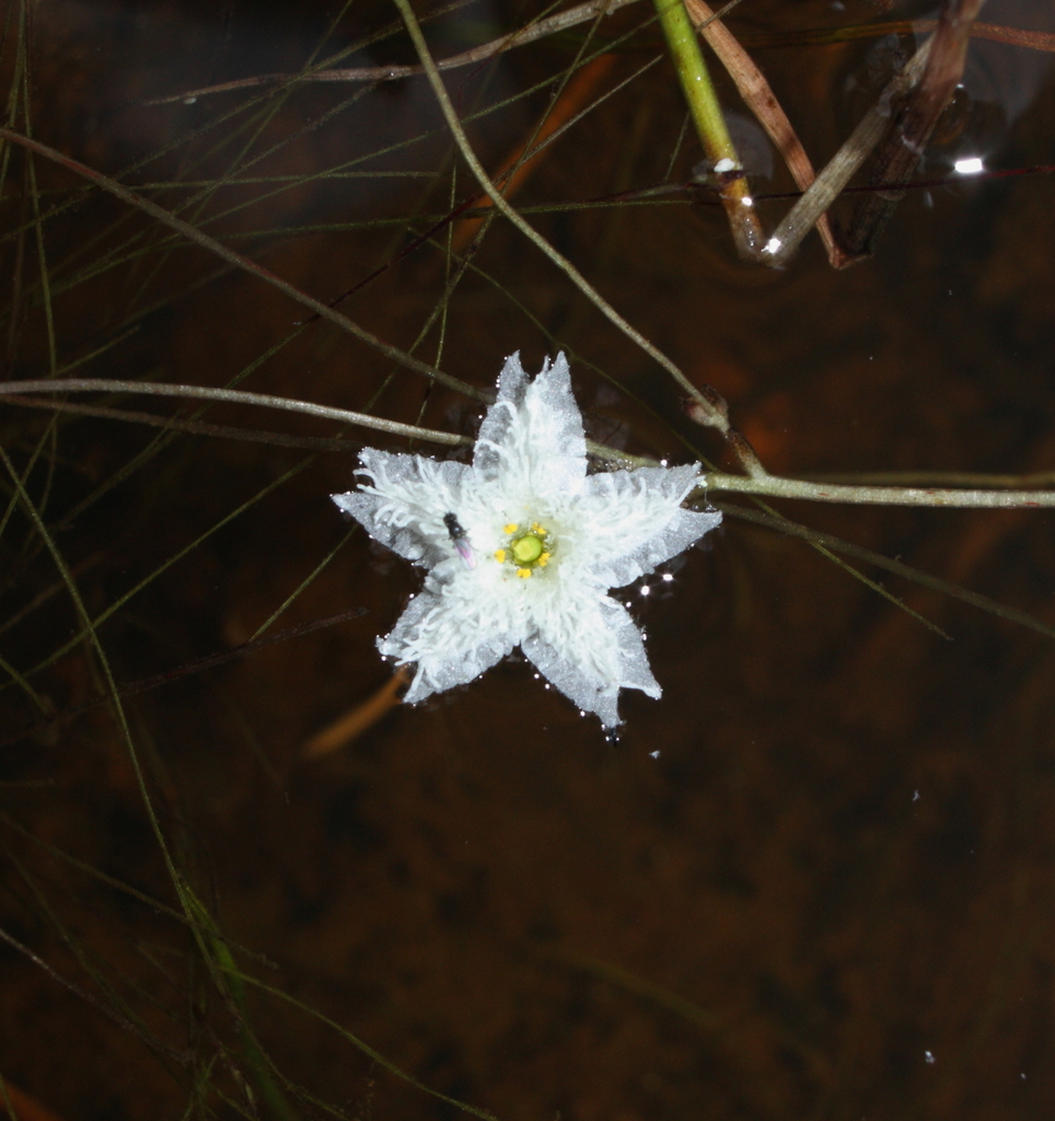 Ornduffia submersa