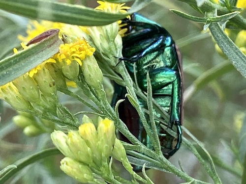 iNaturalist observation photo of Figeater Beetle