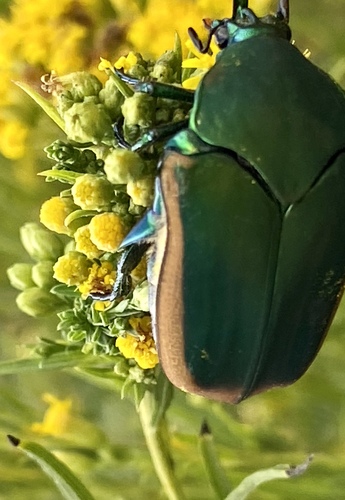 iNaturalist observation photo of Figeater Beetle