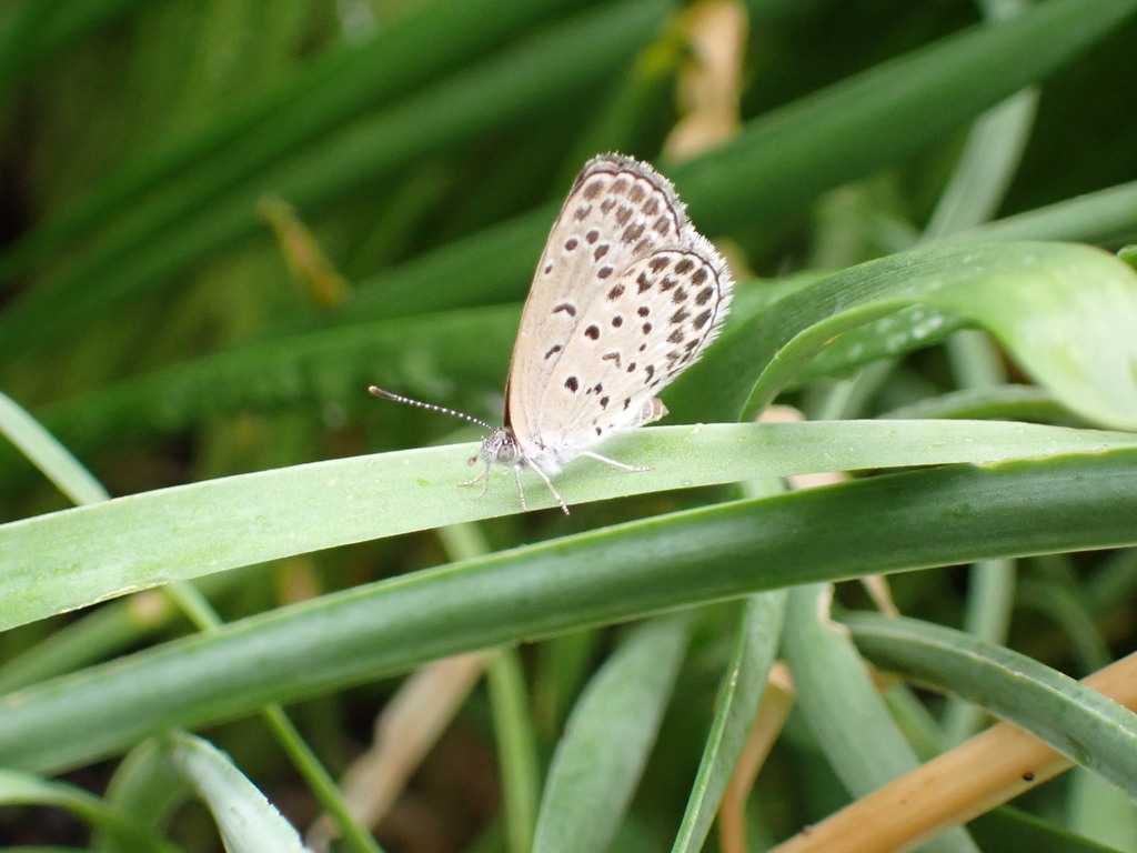 pale-grass-blue-from-yoyogikamizonocho-shibuya-city-tokyo-151-0052