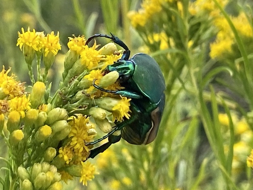 iNaturalist observation photo of Figeater Beetle