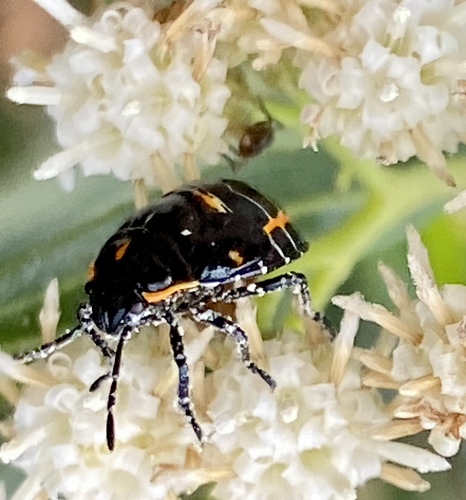 iNaturalist observation photo of Harlequin Bug