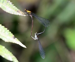 Prodasineura dorsalis