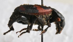 Nicrophorus sayi