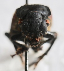 Nicrophorus sayi