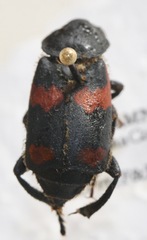 Nicrophorus sayi