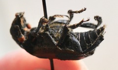 Nicrophorus sayi