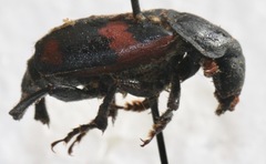 Nicrophorus sayi