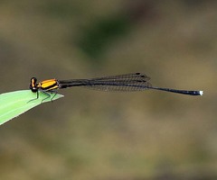 Prodasineura dorsalis