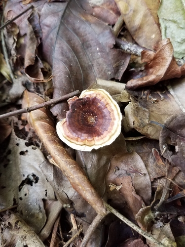 Microporus image