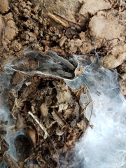 Coremiocnemis tropix