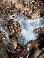 Coremiocnemis tropix