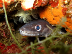 European Conger photo 5