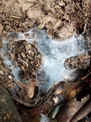 Coremiocnemis tropix