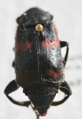 Nicrophorus sayi