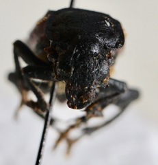 Nicrophorus sayi