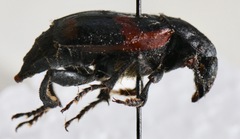 Nicrophorus sayi