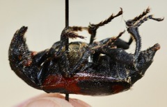 Nicrophorus sayi