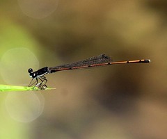 Prodasineura hyperythra