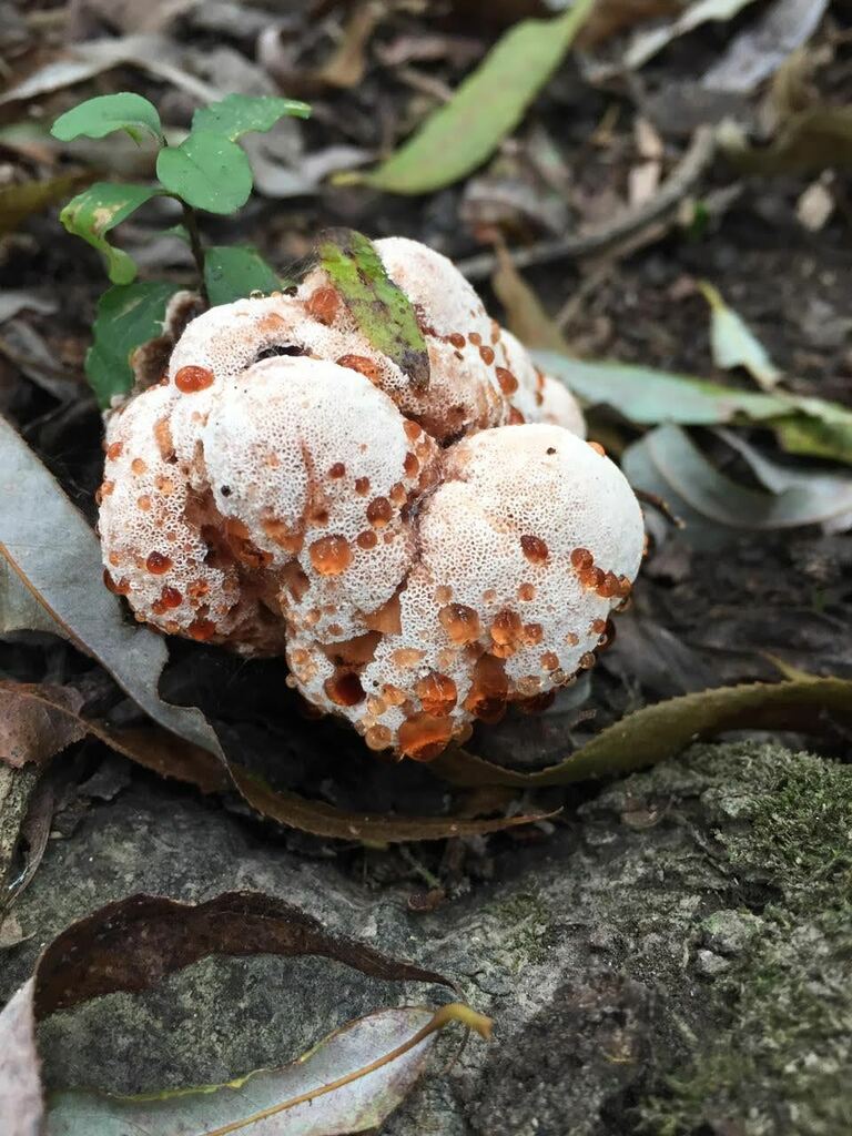 Abortiporus biennis · March 2021 · photo: © rocio_pose (iNaturalist, cc-by)