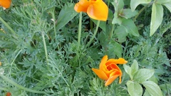 Eschscholzia californica