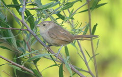 Phacellodomus sibilatrix