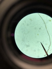 Chlamydomonadales
