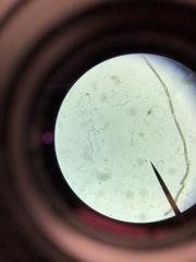 Chlamydomonadales