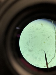 Chlamydomonadales