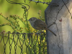 Phacellodomus sibilatrix