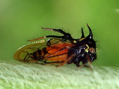 Cyphonia trifida