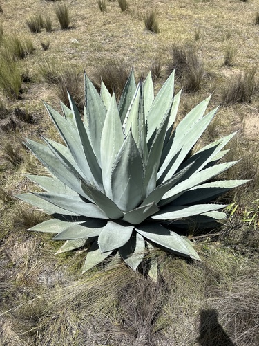 Agave applanata