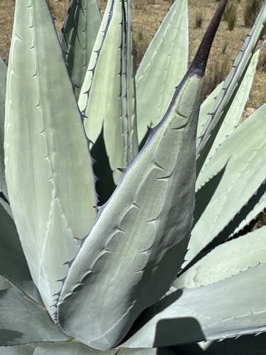 Agave applanata