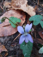 Viola edulis