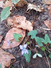 Viola edulis
